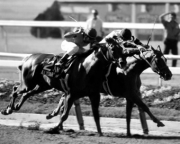 Affirmed 1978 Belmont Stakes #408 Black & White - Art Print | Movie Poster Prints from Posterazzi