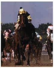 1977 Kentucky Derby Seattle Slew #816 - Art Print | Movie Poster Prints from Posterazzi