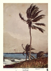 "Palm Tree, Nassau" - Art Print by Winslow Homer | Movie Poster Prints from Posterazzi