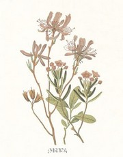 Canada Rhodora - Art Print | Movie Poster Prints from Posterazzi