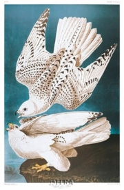 Iceland or Ier Falcon - Art Print by John James Audubon | Movie Poster Prints from Posterazzi