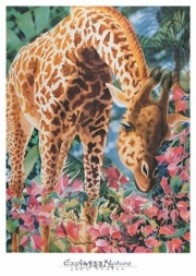 Exploring Nature - Art Print by Joan Hansen | Movie Poster Prints from Posterazzi