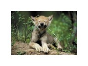 Wolf Cub - Art Print | Movie Poster Prints from Posterazzi