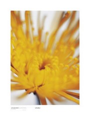"Chrysanthemum, Yellow on White" - Art Print | Movie Poster Prints from Posterazzi