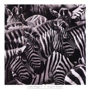 Camouflage II - Art Print by Susann Parker | Movie Poster Prints from Posterazzi