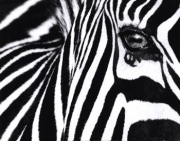 Black and White II - Art Print by Rocco Sette | Movie Poster Prints from Posterazzi