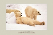 Bad Boys of the Arctic - Art Print by Thomas Mangelsen | Movie Poster Prints from Posterazzi