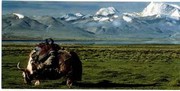 Landscape with Yak - Art Print | Movie Poster Prints from Posterazzi