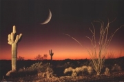 Arizona - Ocotillo and Saguaro Cactus - Art Print | Movie Poster Prints from Posterazzi