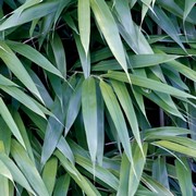 Bamboo Leaves - Art Print by Jan Lens | Movie Poster Prints from Posterazzi