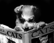 All About Cats - Art Print by  Bettmann-Corbis | Movie Poster Prints from Posterazzi