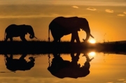African Silhouette - Art Print by Jim Zuckerman | Movie Poster Prints from Posterazzi