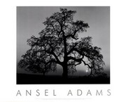 "Oak Tree - Sunset City, California (embossed)" - Art Print by Ansel Adams | Movie Poster Prints from Posterazzi