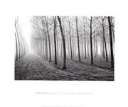 "Poplars, Po River Valley, Northern Italy, 1998" - Art Print by Mark Citret | Movie Poster Prints from Posterazzi