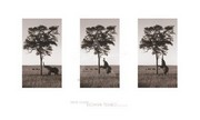 "Kichwa Tembo, Masai Mara" - Art Print by Erin Clark | Movie Poster Prints from Posterazzi