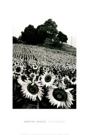 "Sunflowers, Provence, France" - Art Print by Martine Franck | Movie Poster Prints from Posterazzi