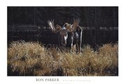 Autumn Foraging - Art Print by Ron Parker | Movie Poster Prints from Posterazzi