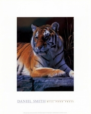 Bengal Tiger - Art Print by Daniel Smith | Movie Poster Prints from Posterazzi