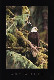 "Silent Sentinel, Alaska" - Art Print by Art Wolfe | Movie Poster Prints from Posterazzi