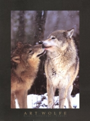 "Boreal Interlude, Canada" - Art Print by Art Wolfe | Movie Poster Prints from Posterazzi