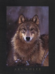 "Woodland Pride, Montana" - Art Print by Art Wolfe | Movie Poster Prints from Posterazzi