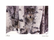 Mountain Ranger - Art Print by Art Wolfe | Movie Poster Prints from Posterazzi