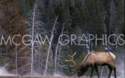 "Bull Elk, Wyoming" - Art Print by Art Wolfe | Movie Poster Prints from Posterazzi