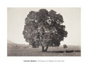 "Arbutus Menziesii, California, 1861" - Art Print by Carleton Watkins | Movie Poster Prints from Posterazzi
