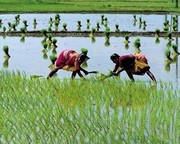 Paddy Fields of Tamil Nadu - Art Print by Olivier Follmi | Movie Poster Prints from Posterazzi