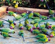 Parrots of Rajasthan - Art Print by Olivier Follmi | Movie Poster Prints from Posterazzi