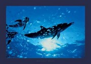 "Dolphins, Bahamas" - Art Print by Dale Sanders | Movie Poster Prints from Posterazzi