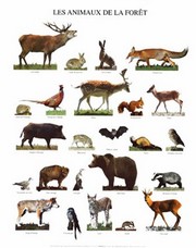 Animaux de la Foret - Art Print by  Atelier Nouvelles Images | Movie Poster Prints from Posterazzi