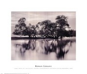 "Bare Trees by the River, Nature Conservancy - Cosumnes River Preserve, 2000" - Art Print by Roman Loranc | Movie Poster Prints from Posterazzi