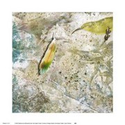Feather - Art Print by Susan Friedman | Movie Poster Prints from Posterazzi