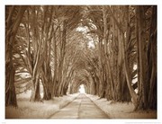 Cypresses - Art Print by Alan Klug | Movie Poster Prints from Posterazzi