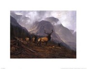 Bookcliffs Elk - Art Print by Michael Coleman | Movie Poster Prints from Posterazzi
