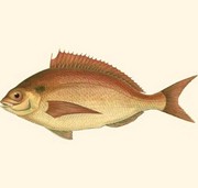 Small Antique Fish III - Art Print by  Vision studio | Movie Poster Prints from Posterazzi