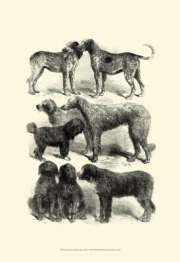 "International Show Dogs, 1863  I" - Art Print by Harrison Weir | Movie Poster Prints from Posterazzi
