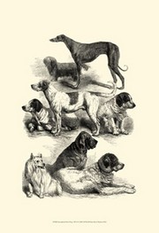 "International Show Dogs, 1863  II" - Art Print by Harrison Weir | Movie Poster Prints from Posterazzi