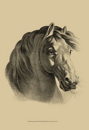 Equestrian Portrait II - Art Print by  Vision studio | Movie Poster Prints from Posterazzi