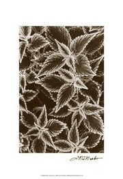 Garden Textures III - Art Print by Laura Denardo | Movie Poster Prints from Posterazzi
