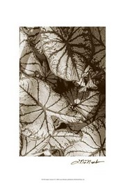 Garden Textures IV - Art Print by Laura Denardo | Movie Poster Prints from Posterazzi