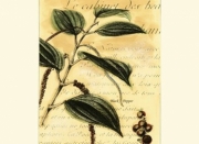 Black Pepper - Art Print by Walter H. Fitch | Movie Poster Prints from Posterazzi