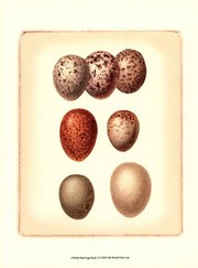 Bird Egg Study I - Art Print by  Vision studio | Movie Poster Prints from Posterazzi