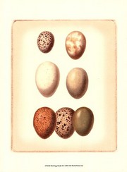 Bird Egg Study II - Art Print by  Vision studio | Movie Poster Prints from Posterazzi