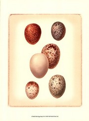 Bird Egg Study III - Art Print by  Vision studio | Movie Poster Prints from Posterazzi