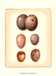 Bird Egg Study IV - Art Print by  Vision studio | Movie Poster Prints from Posterazzi