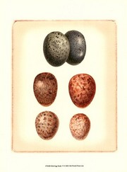 Bird Egg Study V - Art Print by  Vision studio | Movie Poster Prints from Posterazzi