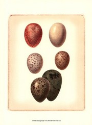 Bird Egg Study VI - Art Print by  Vision studio | Movie Poster Prints from Posterazzi