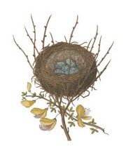 Antique Bird's Nest II - Art Print by James Bolton | Movie Poster Prints from Posterazzi